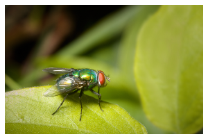 a green fly with red eyes on a leaf