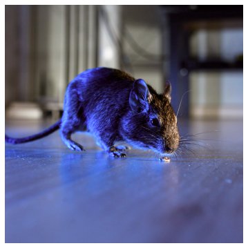 rodent eating crumbs on the floor