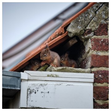 squirrels living in a roof