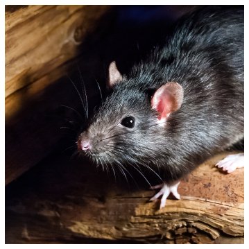 attic rat sitting on some rotten wood