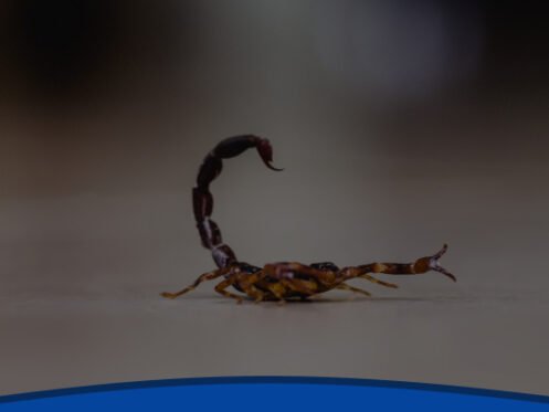 a scorpion on a tile floor in someones home