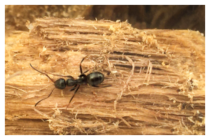 a black carpenter ant burrowing into wood
