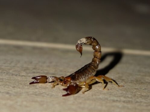 federico faccipieri | Bucksworth