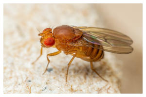 an fruit fly with red eyes and a tan body