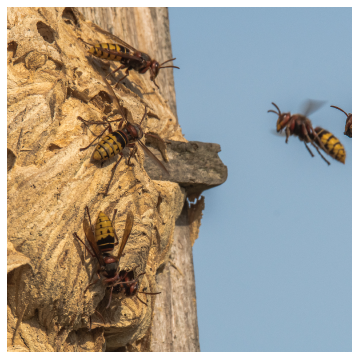 hornets flying around their nest