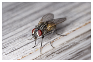 a house fly up close with red eyes
