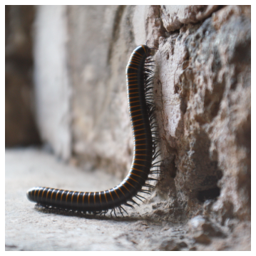 millipede climbing up a wall