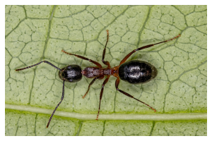dark colored ant on a green leaf