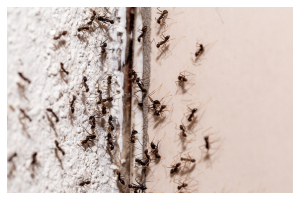 lots of ants trying to get into a crack in the wall