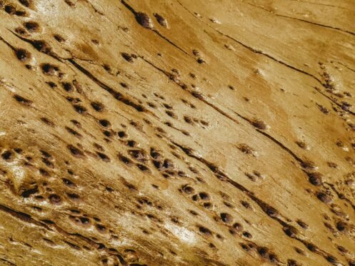 roberto carlos roman don | Bucksworth