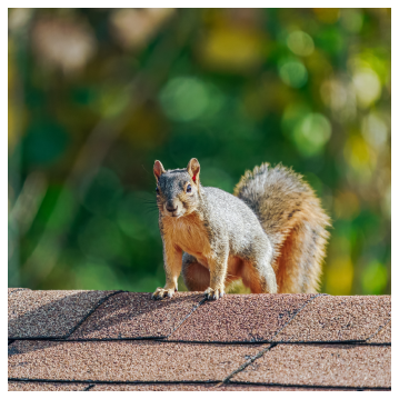 a brown squirrel on a roof